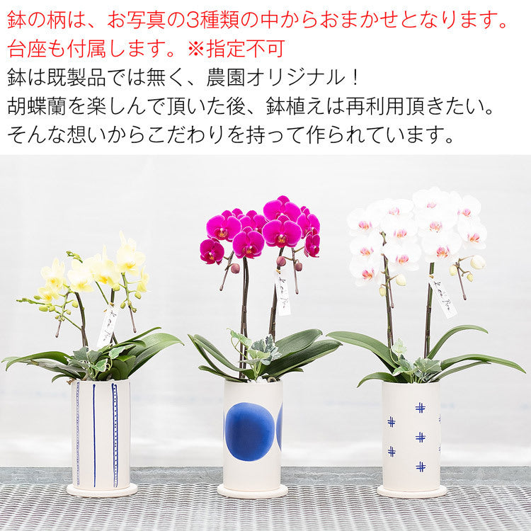 胡蝶蘭鉢 陶器 植木鉢 追いつけ