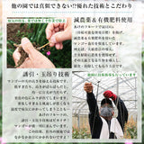 【直送品】沖縄完熟マンゴー優品1kg