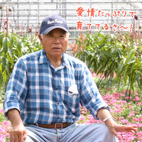 【直送品】沖縄完熟マンゴー優品2kg