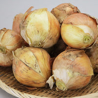 【直送品】たまねぎA品9kg
