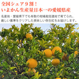 【市場品】【常温】弥生紅完熟いよかん10kg Lサイズ 愛媛県産
