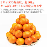 【市場品】【常温】弥生紅完熟いよかん10kg Lサイズ 愛媛県産