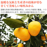 【市場品】【常温】味咲みかん3kg