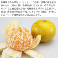 【市場品】【常温】AQ美甘娘ゆら早生5kg