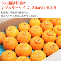 【市場品】【常温】熊本県産デコポン5kg箱