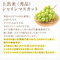 【直送品】上出来シャイン2房1.5kg以上ヤギさん無地熨斗