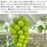 【直送品】山梨シャイン1kg以上