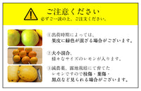 【直送品】国産マイヤーレモン5kg