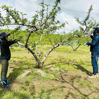 【直送品】FARMER’SFARMER桃