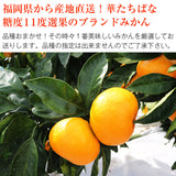 【直送品】華たちばなみかん秀品約3kg