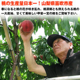 【直送品】甲斐一宮の桃白桃系1.8kg