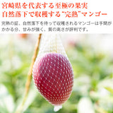 【市場品】【常温】宮崎完熟マンゴー2玉