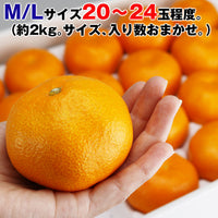 【市場品】【冷蔵】有田ハウスみかん約2kg