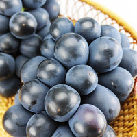 【市場品】【冷蔵】種なし巨峰約800g