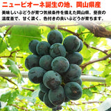 【市場品】【冷蔵】ニューピオーネ青秀以上約2kg