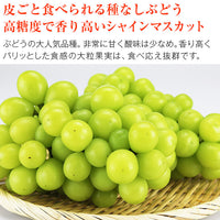 【市場品】【冷蔵】産地厳選露地ぶどう3種詰め合わせ