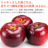 【市場品】【冷蔵】長野県産秋映約10kg