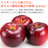 【市場品】【冷蔵】長野県産秋映約10kg
