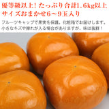 【市場品】【常温】和歌山県産紀ノ川柿黒あま優以上1.6kg以上