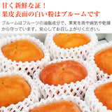 【市場品】【常温】和歌山県産紀ノ川柿黒あま優以上1.6kg以上