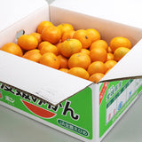 【市場品】【常温】中島みかん優品約10kg
