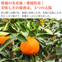 【市場品】【常温】紅まどんな青秀以上約3kg