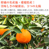 【市場品】【常温】紅まどんな良以上約5kg