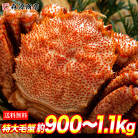 【市場品】【冷凍】【毛がに】ロシア産 毛ガニ 特大1尾 900～1100g