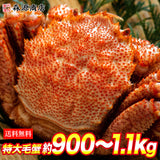 【市場品】【冷凍】【毛がに】ロシア産 毛ガニ 特大1尾 900～1100g
