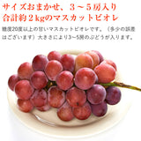 【直送品】岡山県産お土産マスカットビオレ2kgヤギさん無地熨斗付き