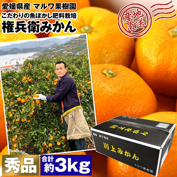 【直送品】権兵衛みかん秀約3kg