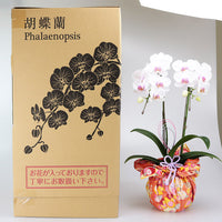 【直送品】敬老の日ミディ胡蝶蘭2本立華あかり