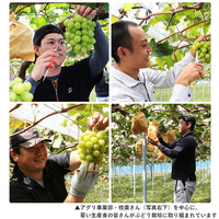 【直送品】岡山県産加茂川シャインマスカット1房