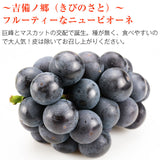 【直送品】岡山県産加茂川オーロラブラック＆ニューピオーネ各1房
