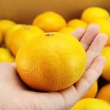 【直送品】岡ちゃんみかん秀品約3kg