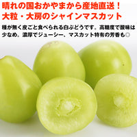 【直送品】産直ハウス栽培シャインマスカット