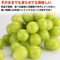【直送品】産直ハウス栽培シャインマスカット